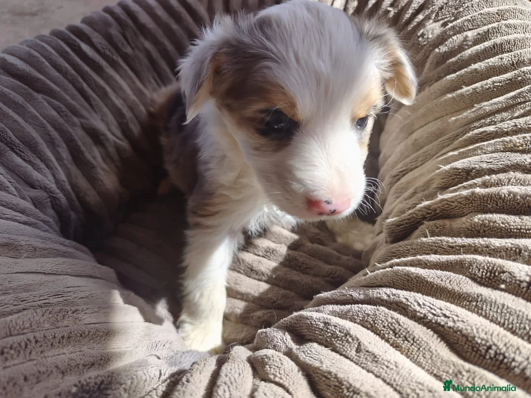 Border Collie perros en venta: BORDER COLLIE HEMBRA TRICOLOR MERLE - Anuncio 1