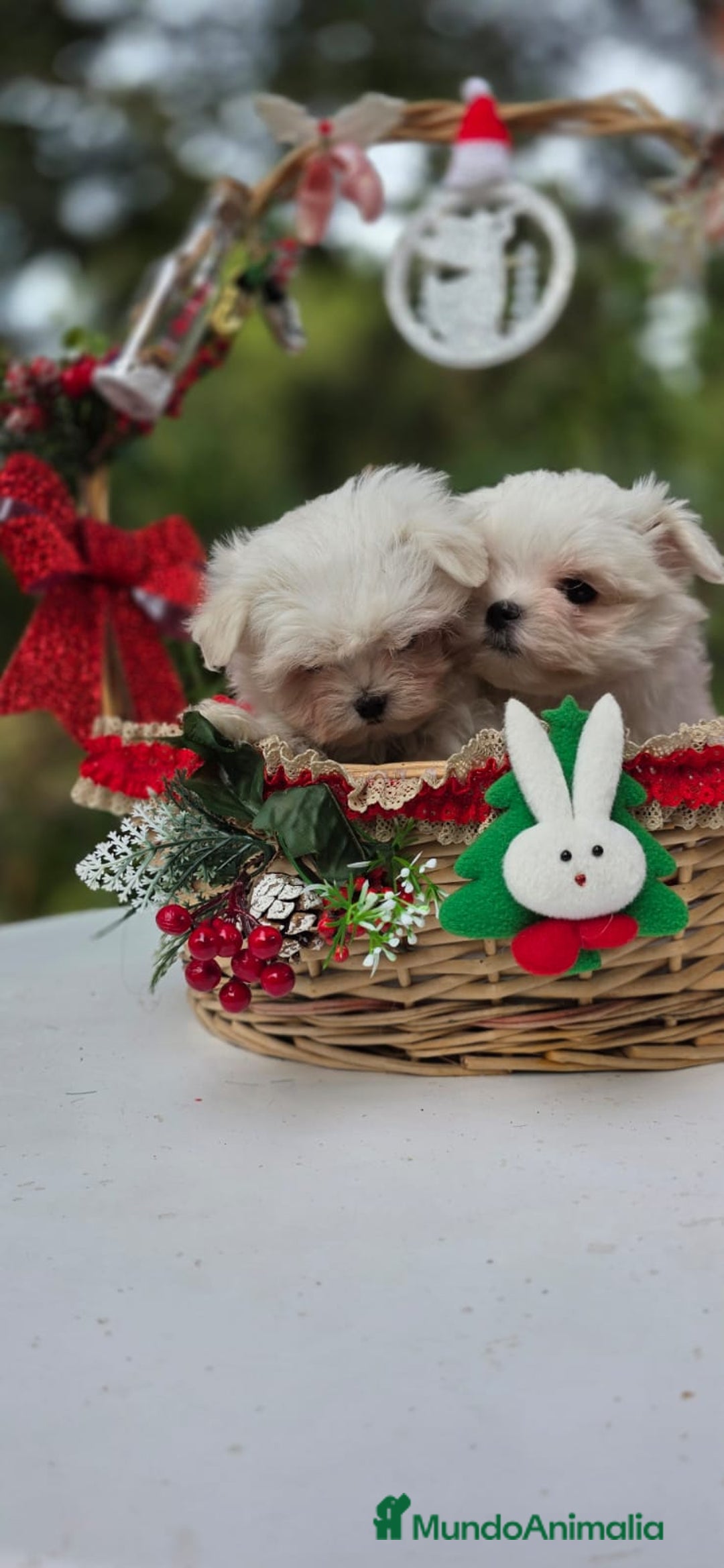 Bichón Maltés perros en venta: Bichon Maltés línea coreana - Anuncio 2