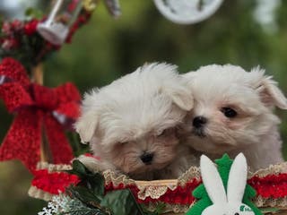 Bichón Maltés perros Bichon Maltés línea coreana - Anuncio 6