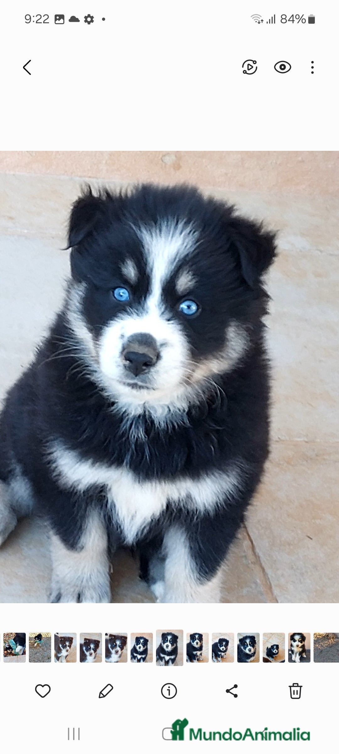 Pomsky perros en venta: 3 machitos de pomsky - Anuncio 2