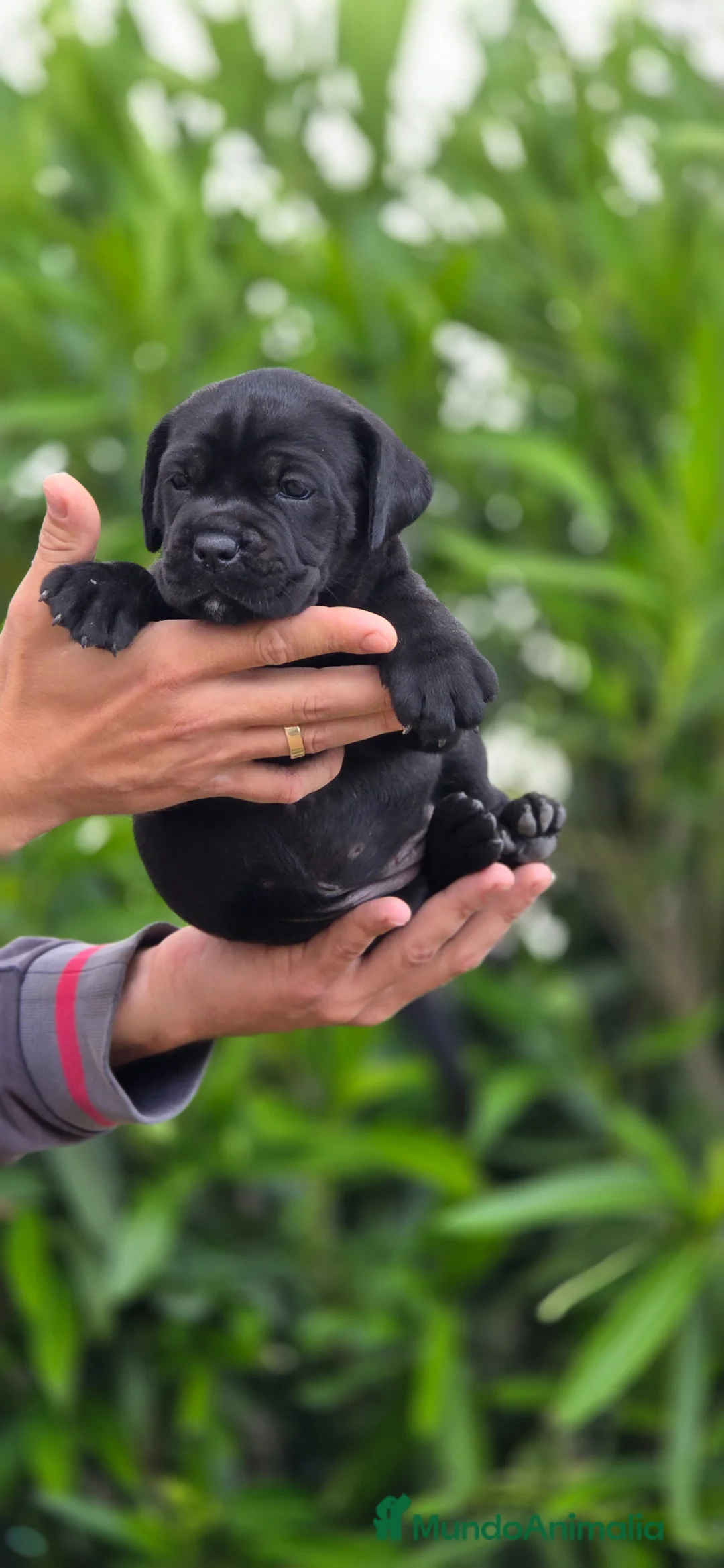Cane Corso perros en venta: Cachorros de Cane Corso - Anuncio 2