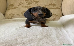 Teckel Miniatura perros en venta: Teckel miniatura varios colores  - Imagen 21