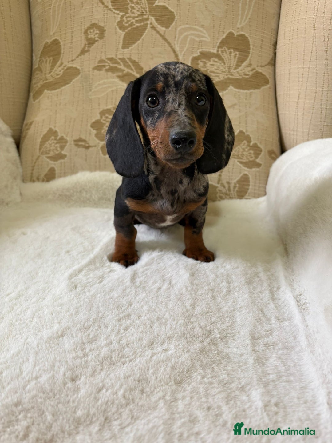 Teckel Miniatura perros en venta: Teckel miniatura varios colores  - Imagen 21