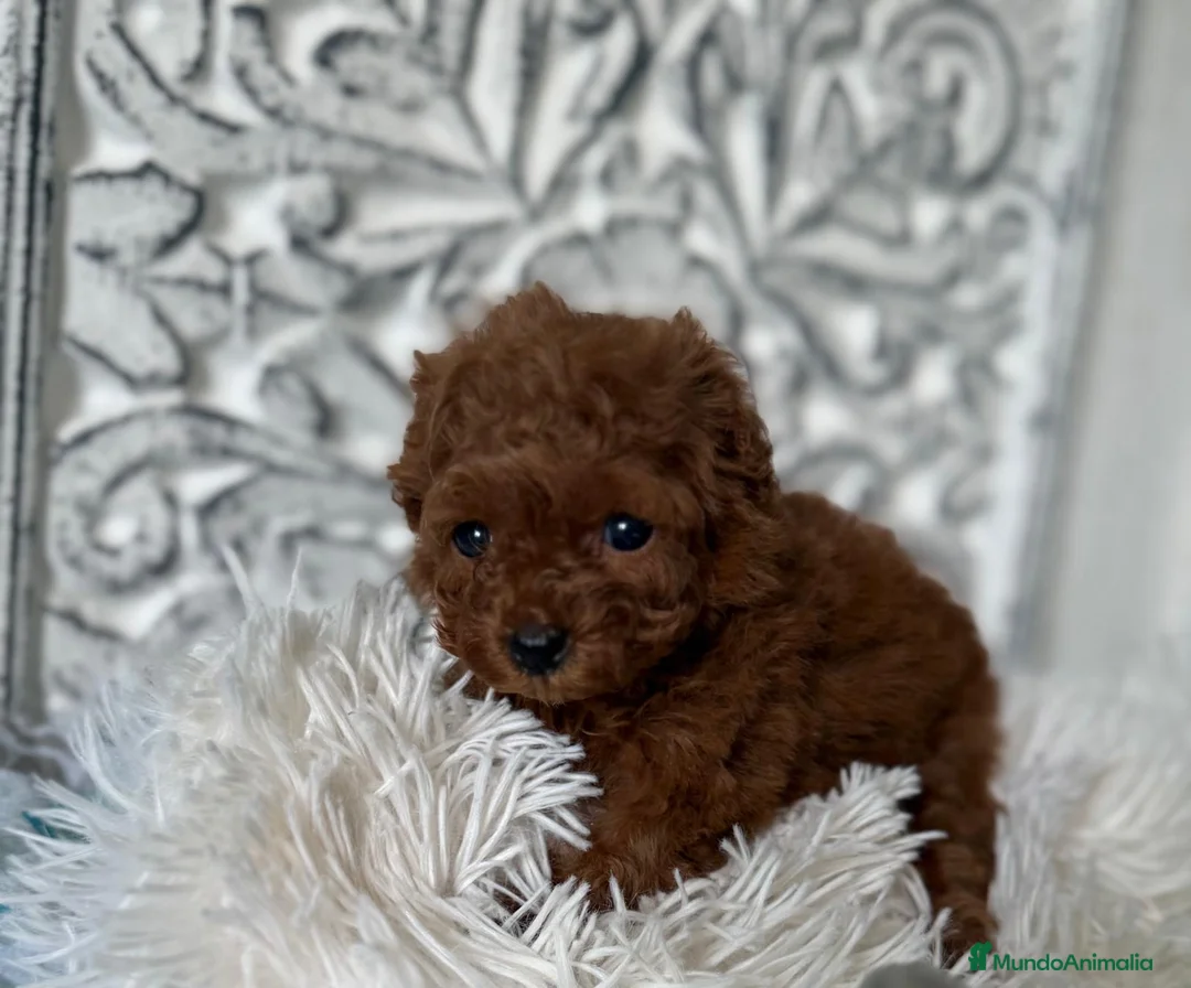Caniche Toy perros en venta: Caniche tea cup disponible  - Anuncio 11