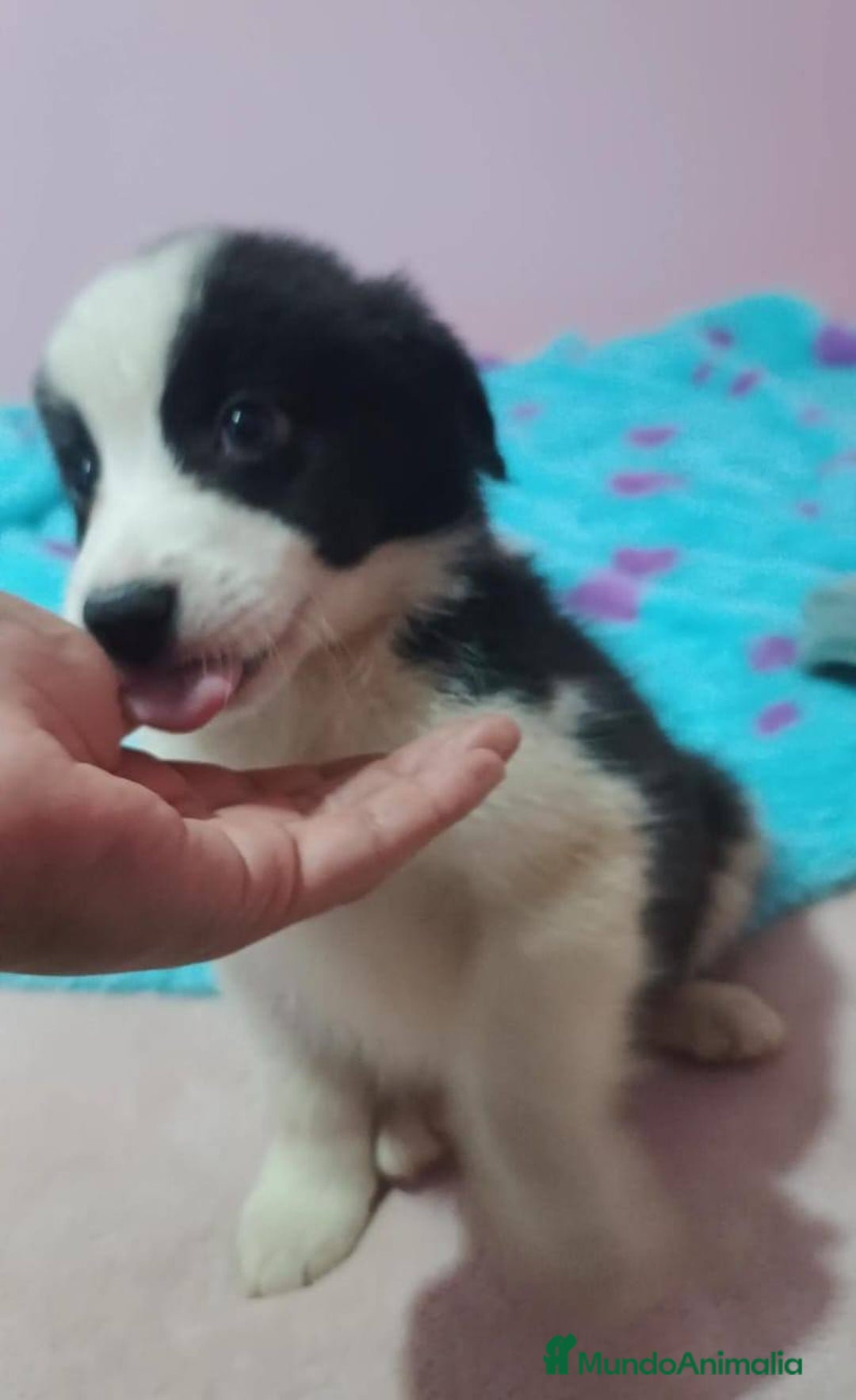 Border Collie perros en venta: border collie puppie - Anuncio 2