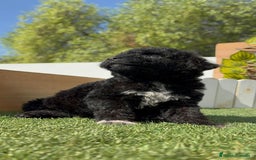 Perro de Agua Español perros en venta: PERRO DE AGUA ESPAÑOL HEMBRA - Imagen 2