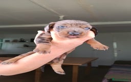 Teckel perros en venta: Teckels kaninchen hembra  - Imagen 3