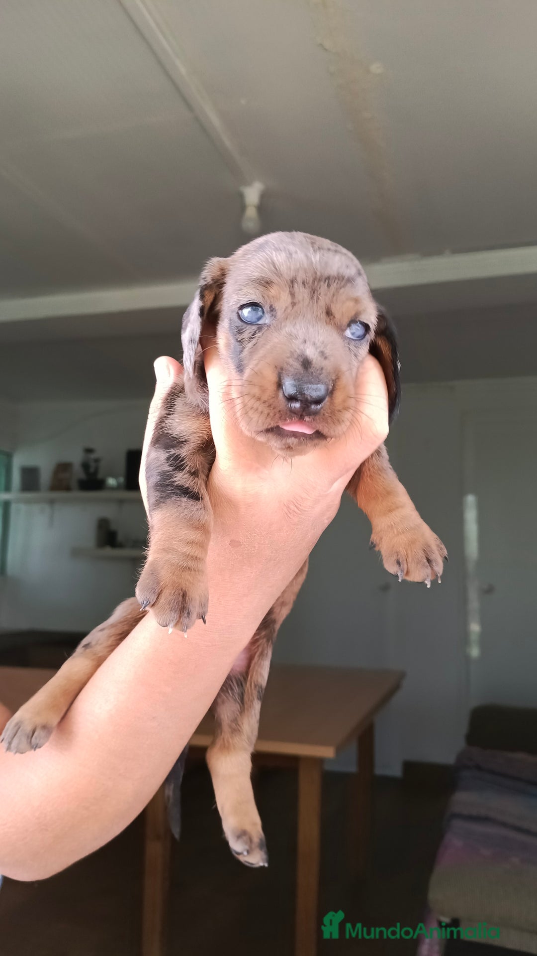 Teckel perros en venta: Teckels kaninchen hembra  - Imagen 3