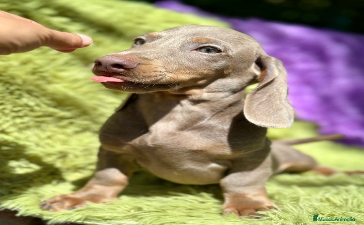 Teckel Miniatura perros - Anuncio 5