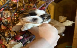 Shih Tzu perros en venta: Shih tzu Macho Disponible  - Imagen 4