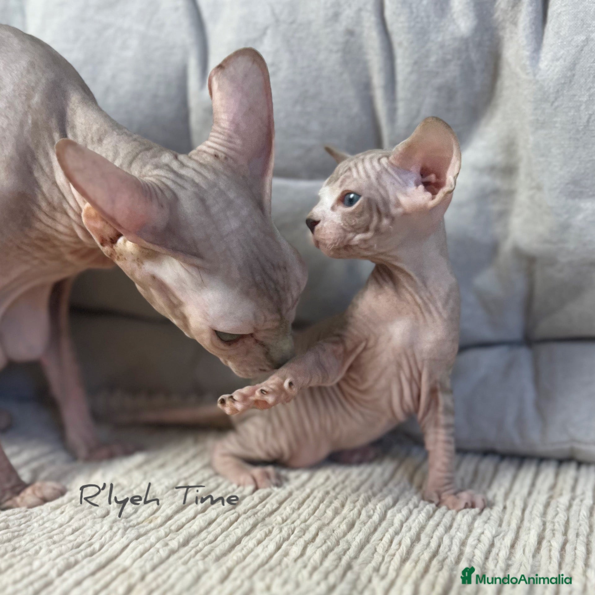 Sphynx gatos en venta: Sphynx - Anuncio 3