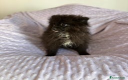 Pomerania perros en venta: Lulu pomerania MICRO  - Imagen 3