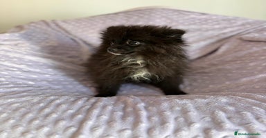 Pomerania perros - Anuncio 2