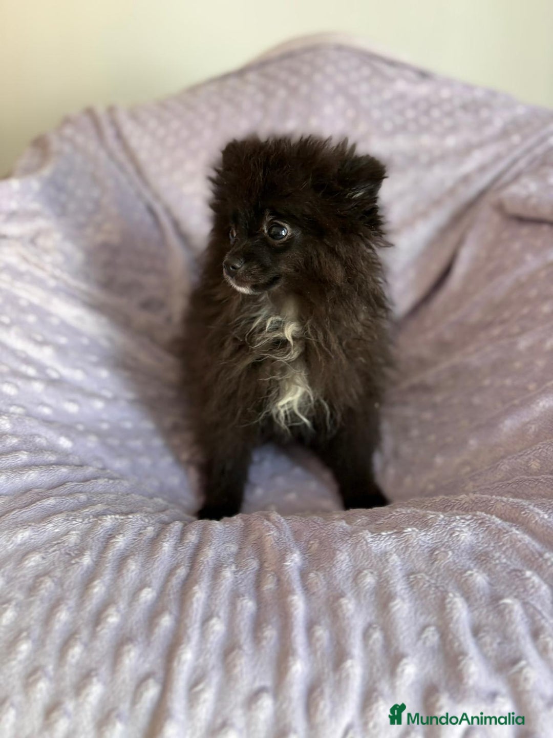 Pomerania perros en venta: Lulu pomerania MICRO  - Imagen 3
