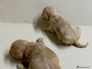 Caniche Toy perros en Barcelona - Anuncio 25