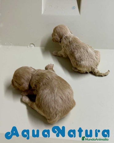 Caniche Toy perros en Barcelona - Anuncio 17