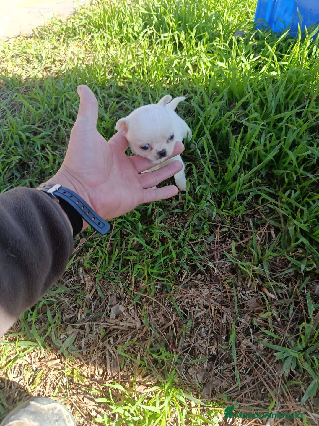 Chihuahua perros en venta: IMPRESIONANTE  CHIHUAHUA   LINEA  TOY   - Anuncio 33