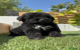 Perro de Agua Español perros en venta: PERRO DE AGUA ESPAÑOL HEMBRA - Imagen 12