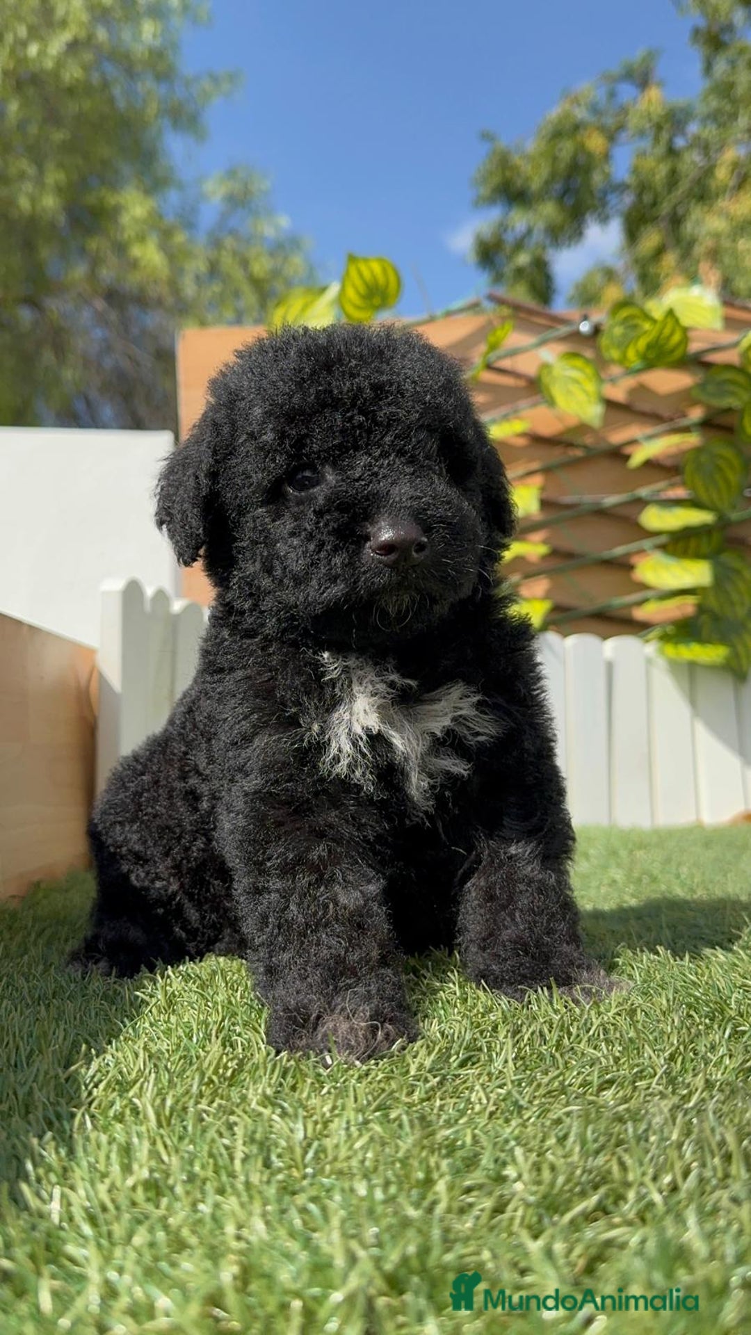 Perro de Agua Español perros en venta: PERRO DE AGUA ESPAÑOL HEMBRA - Imagen 12