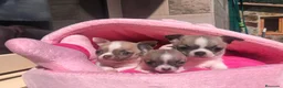 Chihuahua perros en venta: Chihuahua mini - Anuncio 1