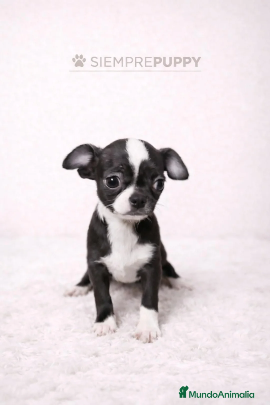 Chihuahua perros en venta: CHIHUAHUA TOY BLANCO Y NEGRO - Anuncio 1
