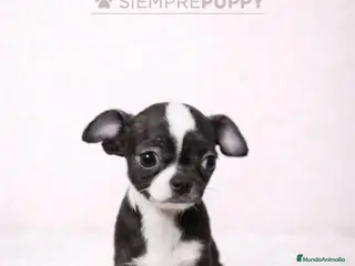 Chihuahua perros CHIHUAHUA TOY BLANCO Y NEGRO - Anuncio 2