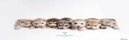 Husky Siberiano perros en venta: RESERVA CACHORROS - Siberian Husky - Anuncio 1
