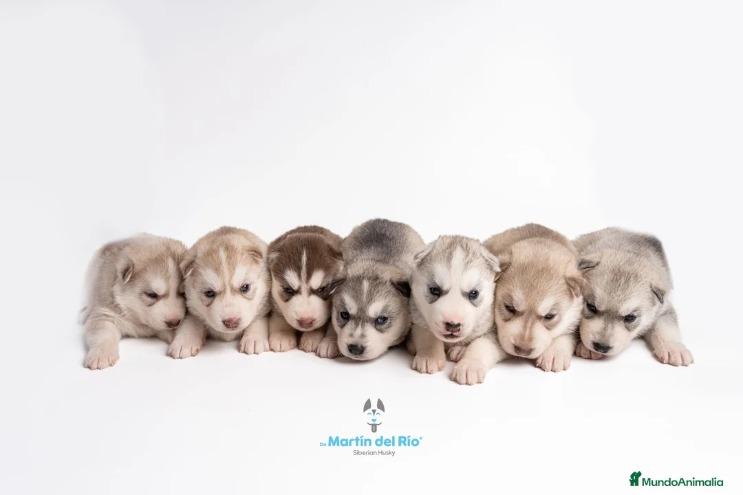 Husky Siberiano perros en venta: RESERVA CACHORROS - Siberian Husky - Anuncio 1