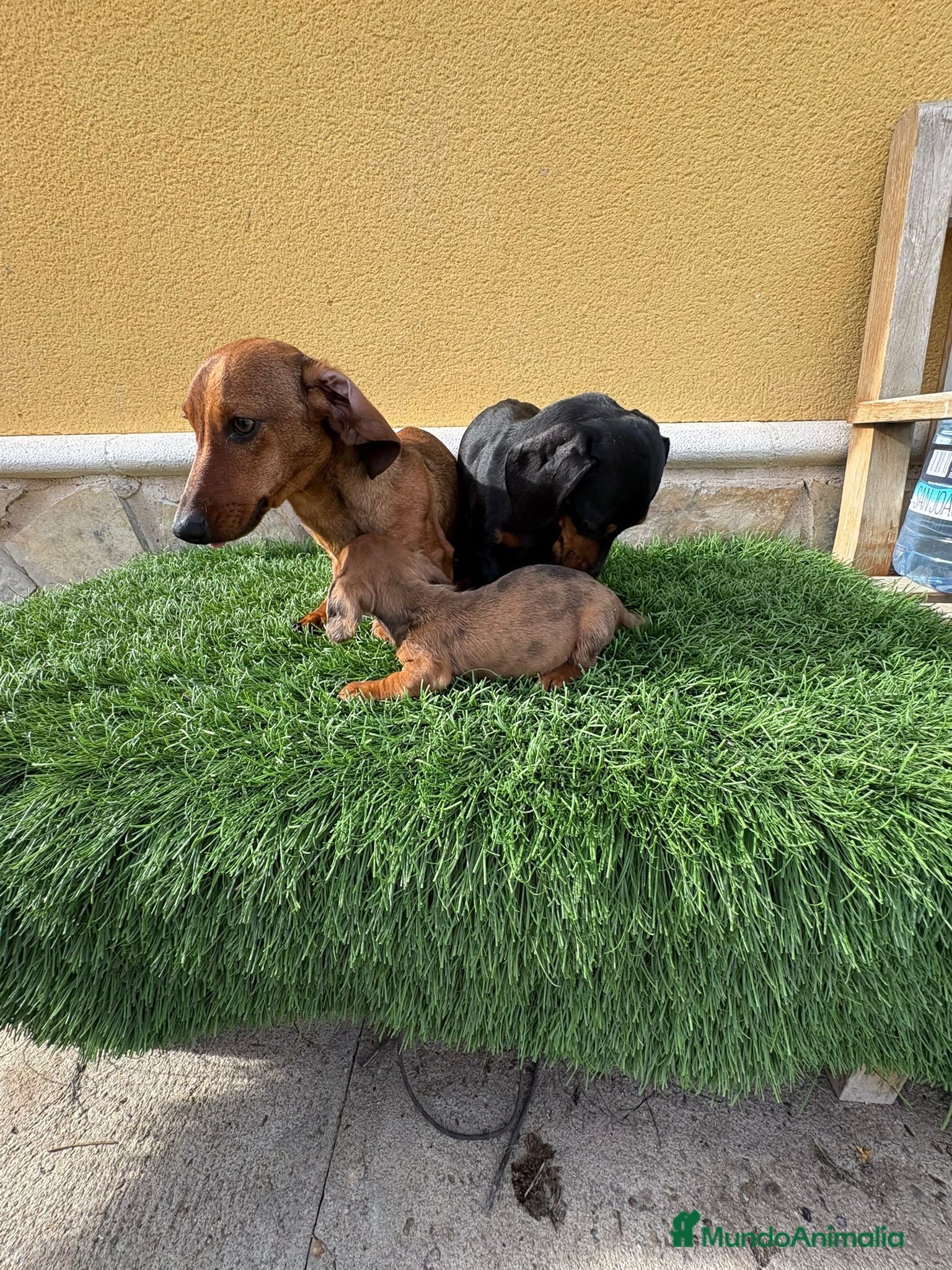 Teckel Miniatura perros Teckel Kaninchen espectacular cachorro - Anuncio 2