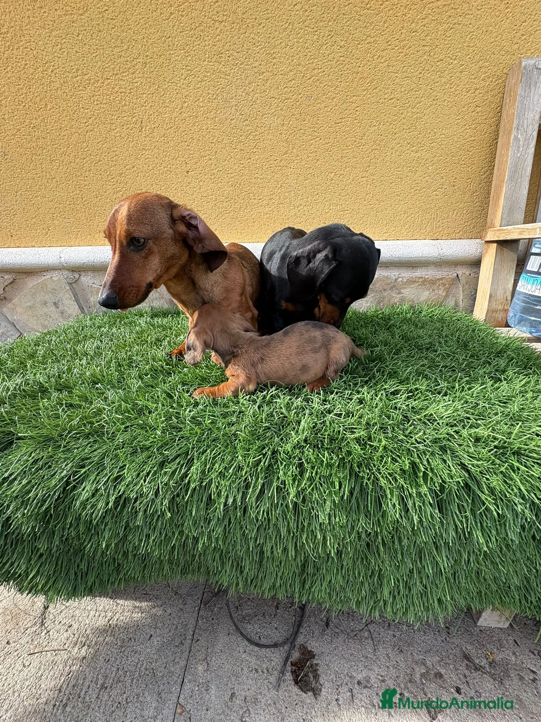Teckel Miniatura perros en venta: Teckel Kaninchen espectacular cachorro - Anuncio 1
