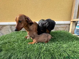 Teckel Miniatura perros Teckel Kaninchen espectacular cachorro - Anuncio 2