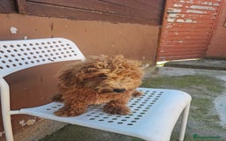Caniche Enano perros en venta: Caniche enano - Imagen 8
