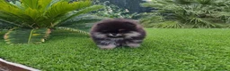 Pomerania perros en venta: Lulú de pomerania toy - Anuncio 3