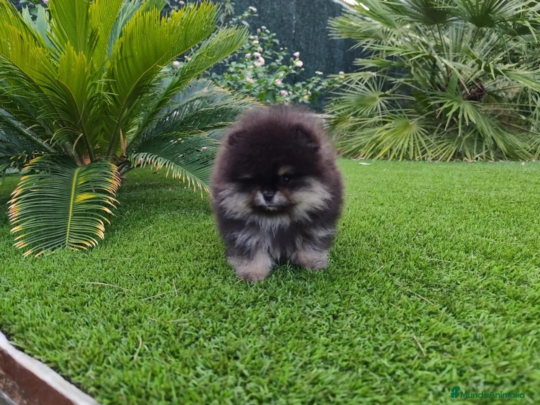 Pomerania perros en venta: Lulú de pomerania toy - Anuncio 3