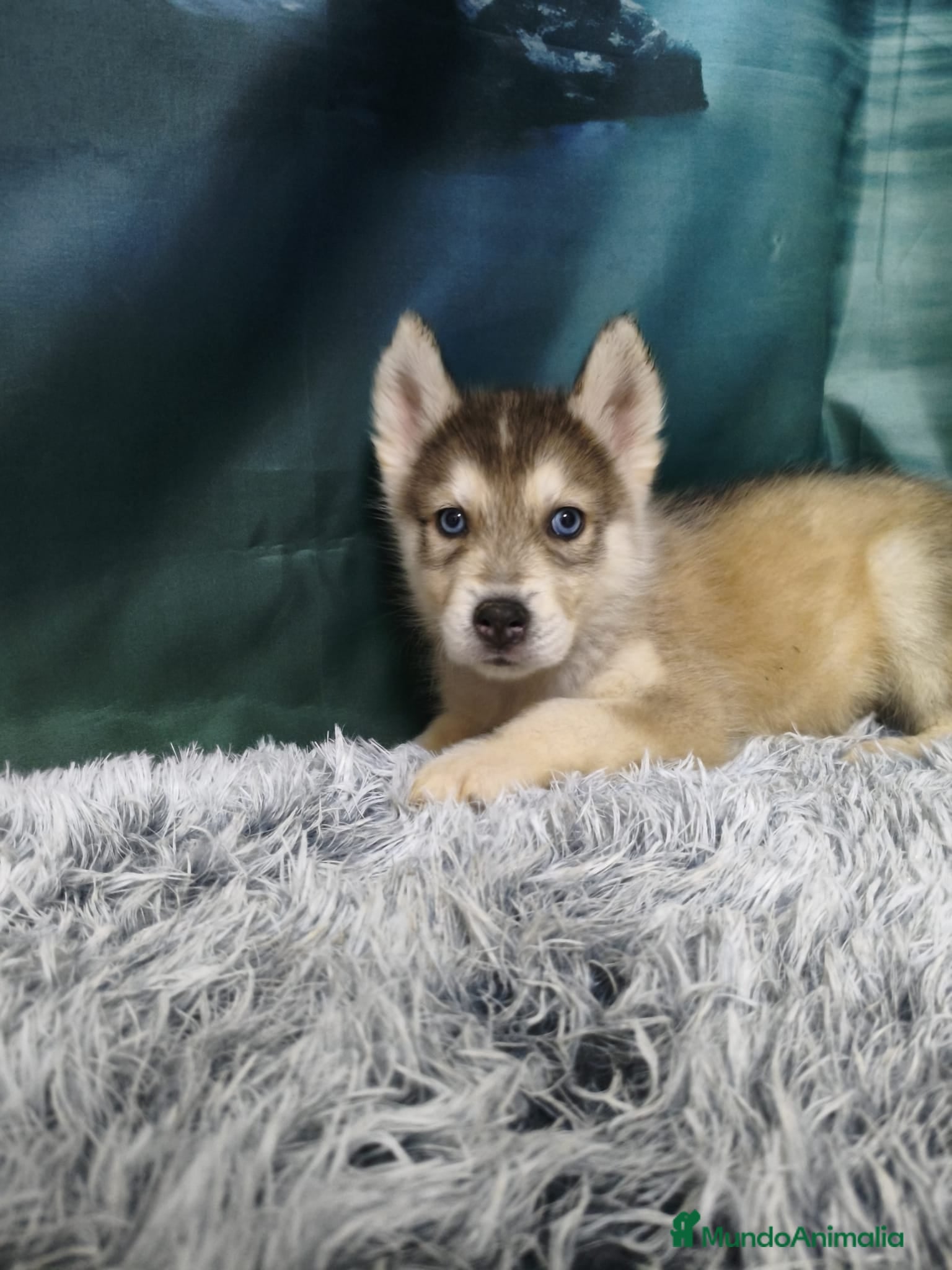 Husky Siberiano perros husky siberiano  - Anuncio 3
