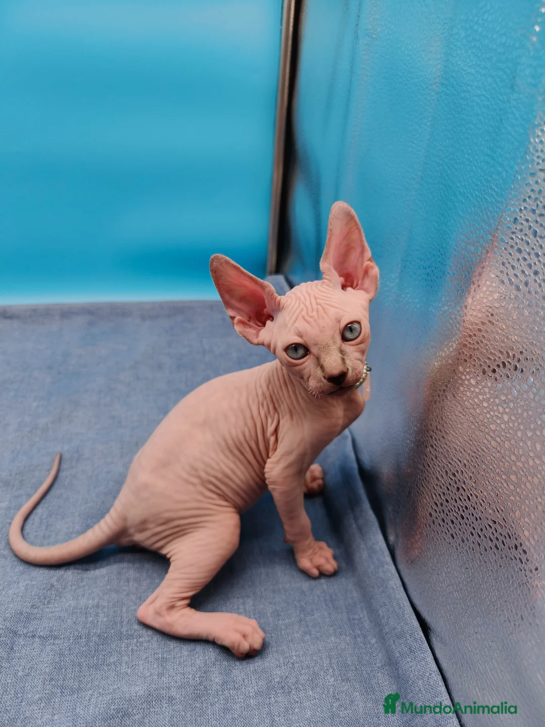 Sphynx gatos en venta: Preciosos machitos ojos azules  - Anuncio 8