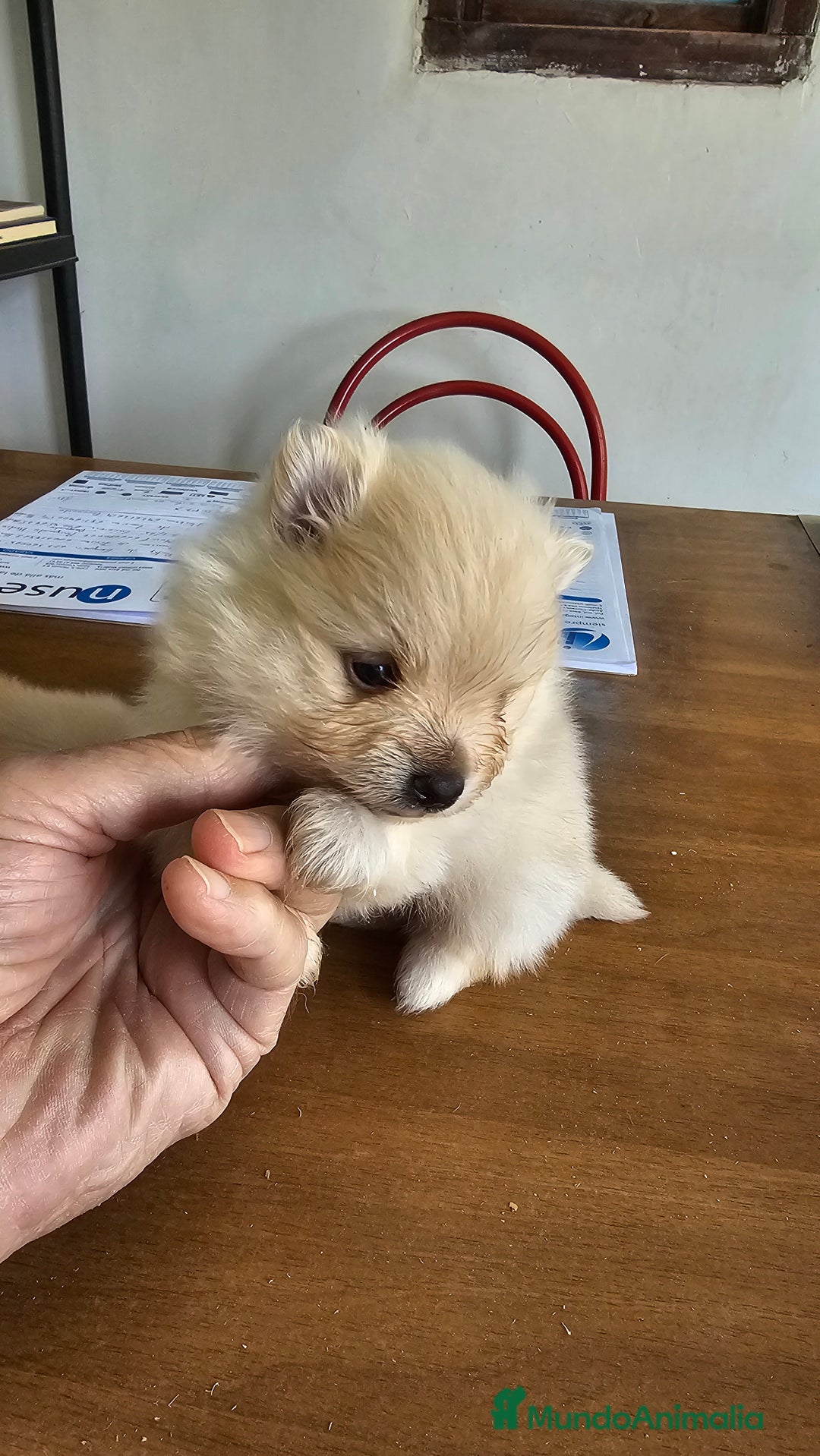 Pomerania perros en venta: Pomerania mini toy  - Anuncio 1