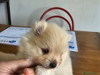 Pomerania perros Pomerania mini toy - Anuncio 4