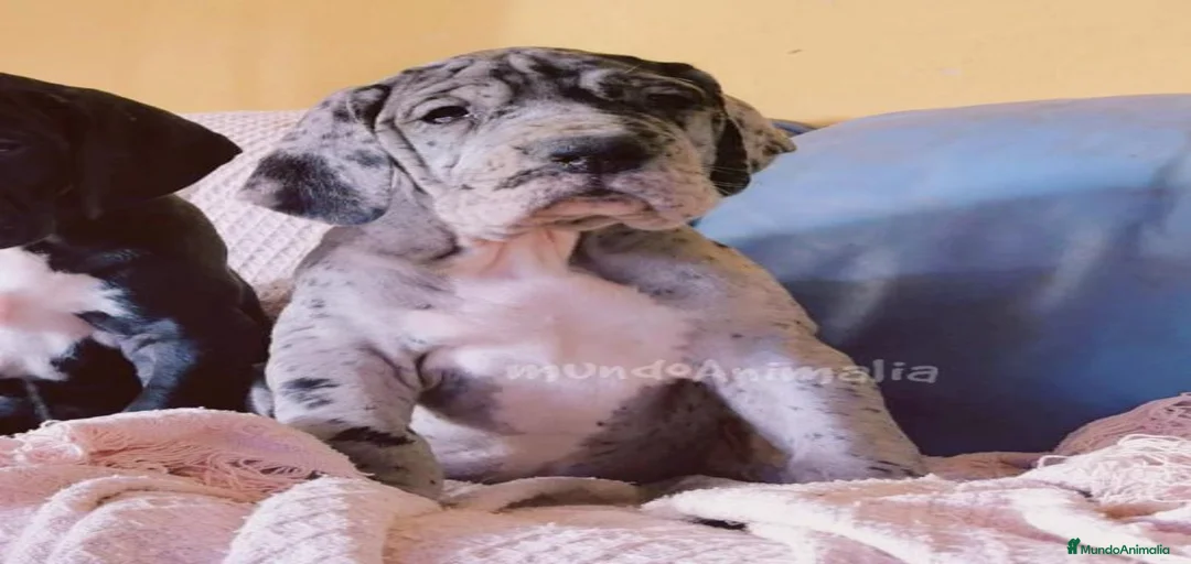 Imagen de galería {{count}}