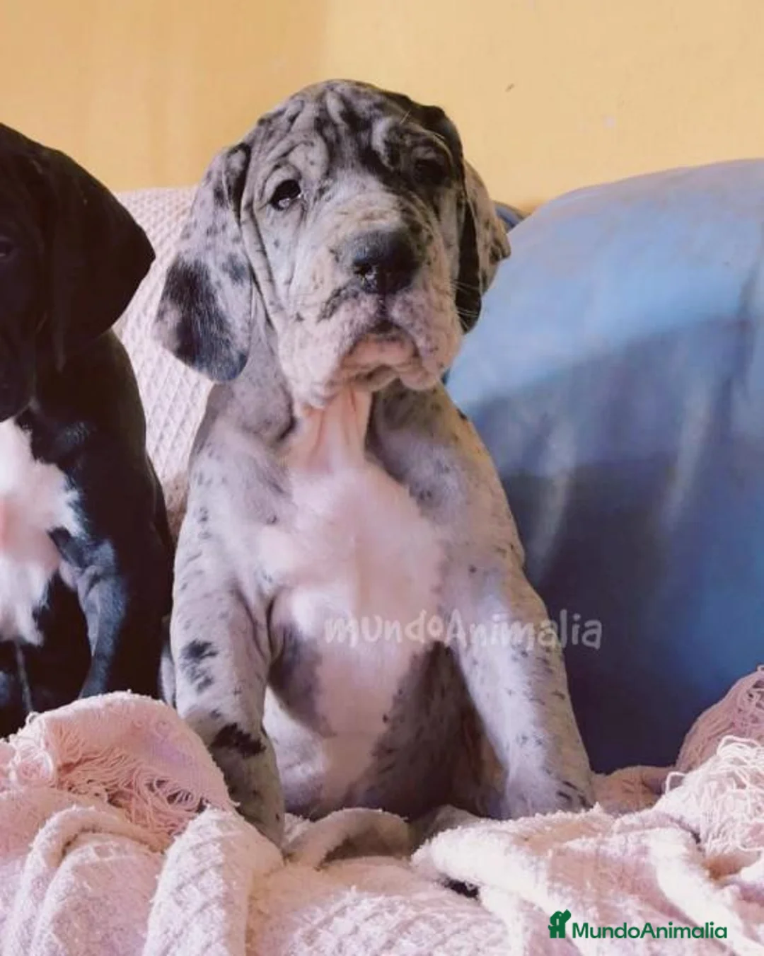 Imagen de galería {{count}}