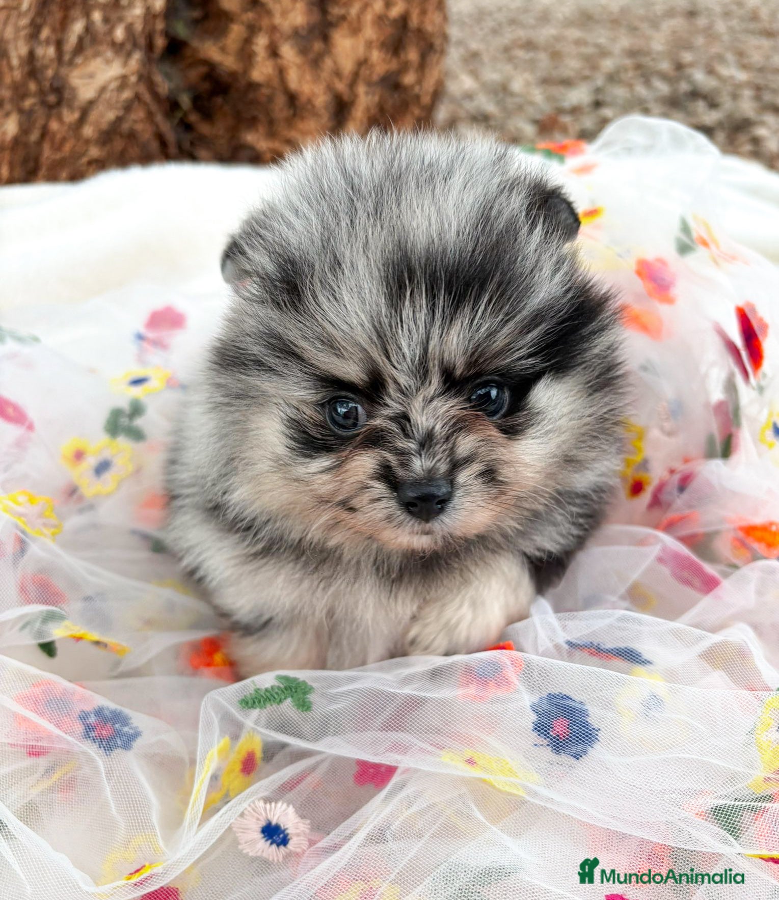 Pomerania perros Pomerania Color Merle - Anuncio 1