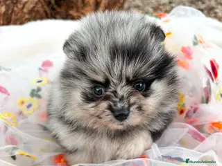 Pomerania perros Pomerania Color Merle - Anuncio 1