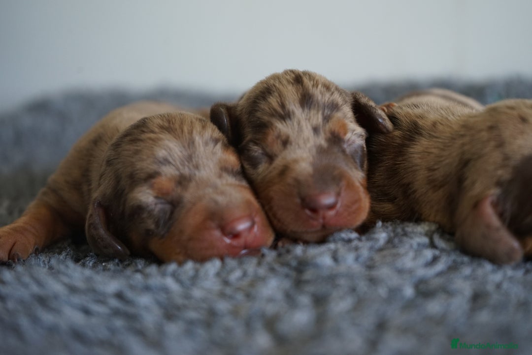 Teckel Miniatura perros en venta: 🐾 Kodat, Byron y Curry – Teckel miniatura 🐾 - Imagen 7