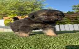 Pastor Alemán perros en venta: PASTOR ALEMAN - Imagen 10
