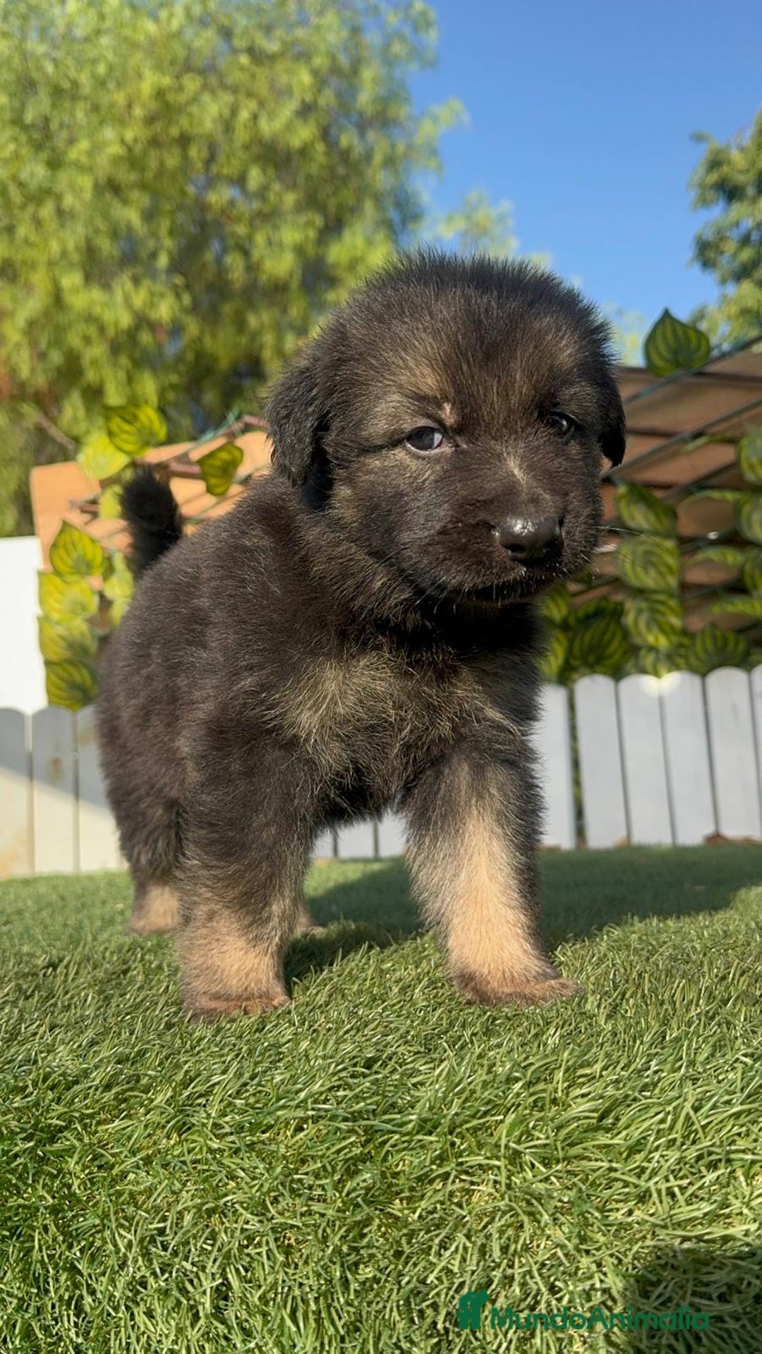 Pastor Alemán perros en venta: PASTOR ALEMAN - Imagen 10