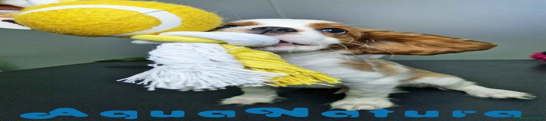 Cavalier King Charles Spaniel