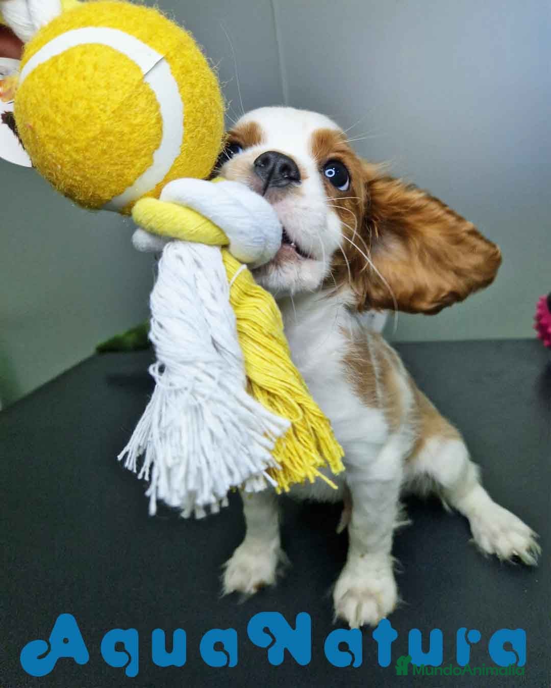 Cavalier King Charles Spaniel perros en venta: Cavalier Macho 0079 AQUANATURA  - Imagen 6
