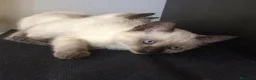 Siamés gatos en venta: GATITOS SIAMESES - Anuncio 4