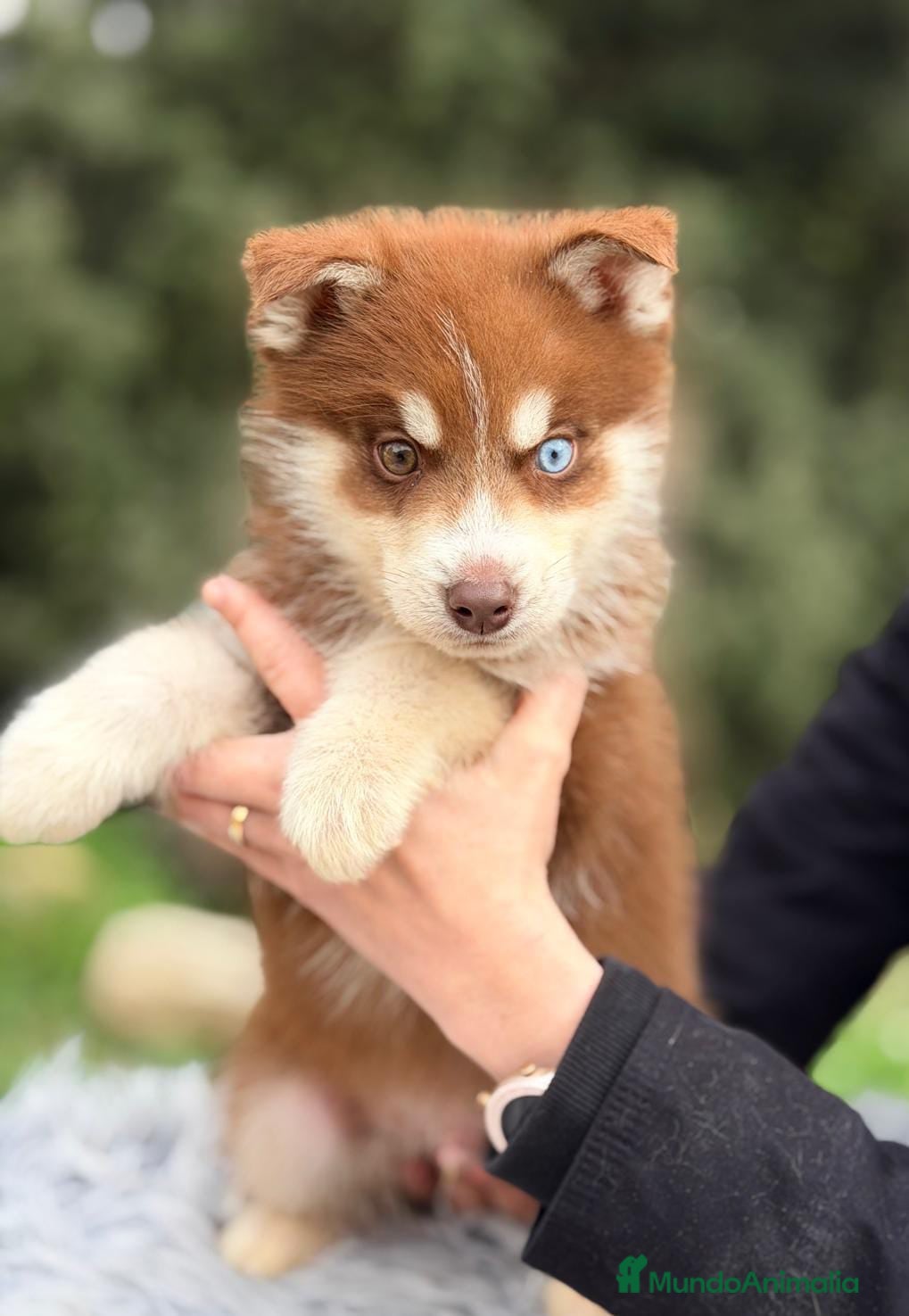 Husky Siberiano perros HUSKY CHOCOLATE Y BLANCO - Anuncio 2