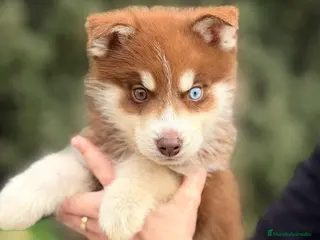 Husky Siberiano perros HUSKY CHOCOLATE Y BLANCO - Anuncio 2